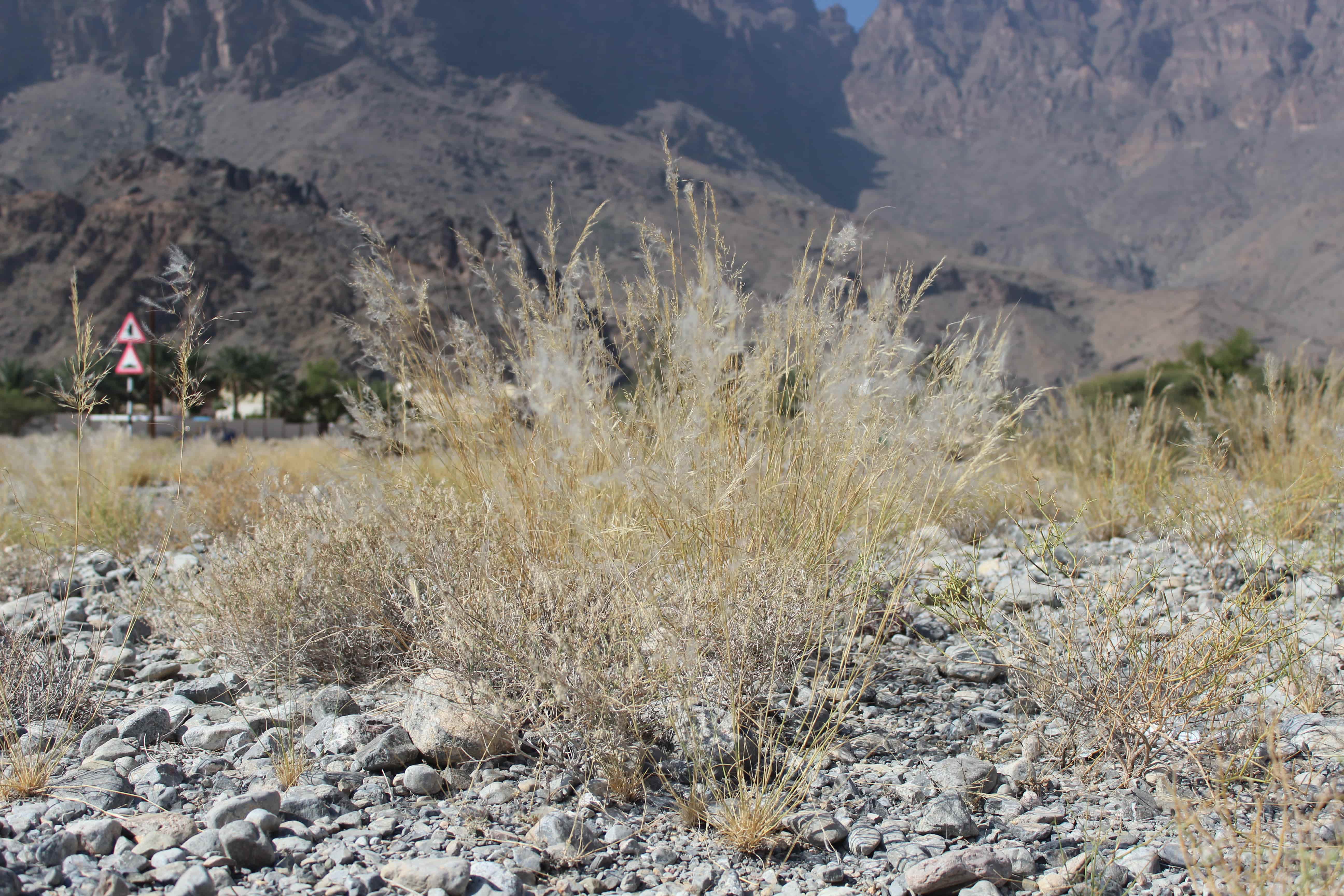 Plant Image